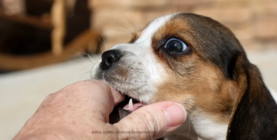 | Dog Bite Attorney Dog Bite Attorney