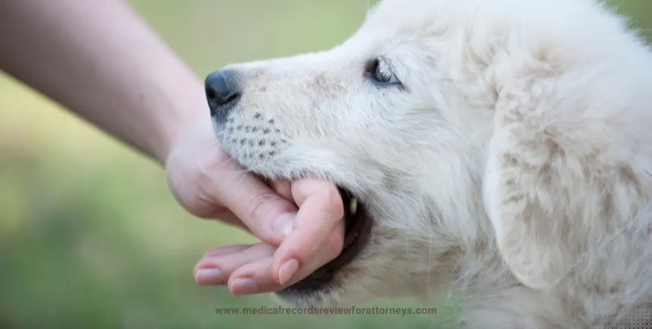 | White dog biting a person's hand illustrating a Dog Bite Law incident and legal claim