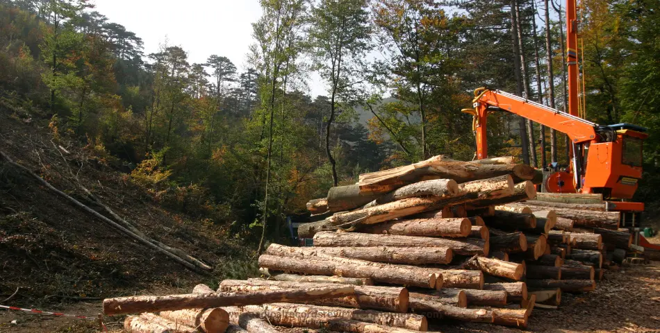 Forest logging site with stacked timber and orange hydraulic loader operating, illustrating logging industry injuries